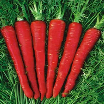 Organic Red Carrot